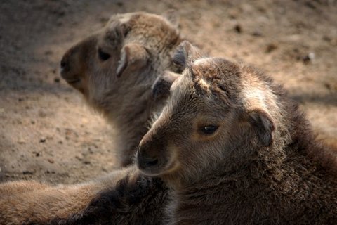 FOTKA - Pijte se podvat na vzcn mlata do ZOO Liberec