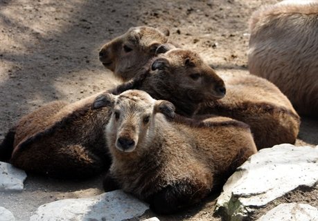 FOTKA - Pijte se podvat na vzcn mlata do ZOO Liberec