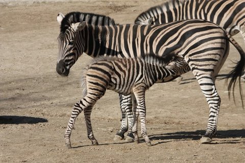 FOTKA - Pijte se podvat na vzcn mlata do ZOO Liberec