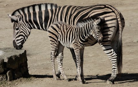 FOTKA - Pijte se podvat na vzcn mlata do ZOO Liberec