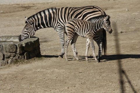 FOTKA - Pijte se podvat na vzcn mlata do ZOO Liberec