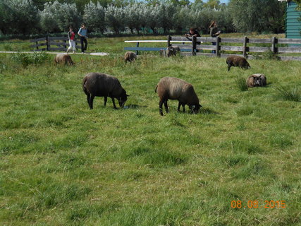 FOTKA - Zaanse Schans - muzeum pod irm nebem