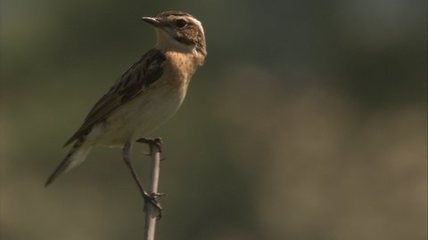 FOTKA - Uniktn dokumenty na Prima ZOOM pro 6. tden