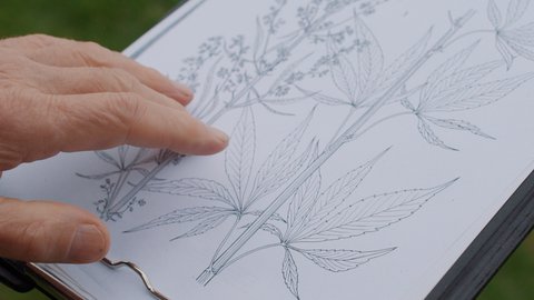 FOTKA - Kouzeln bylinky - Liv moc konop