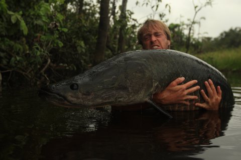 FOTKA - Ryb legendy Jakuba Vgnera - Arapaima gigas  Amazonie