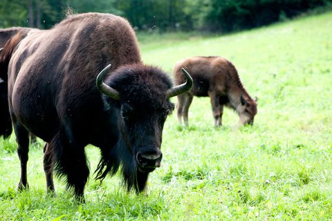 FOTKA - Tip na vlet: Na umavu za vlky i bizony