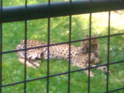 FOTKA - ZOO na Svatm Kopeku u Olomouce
