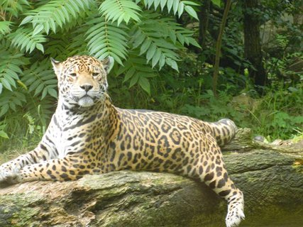 FOTKA - Zoo Opole