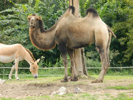 FOTKA - Zoo Opole