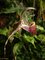 Vstava orchidej: Za klenoty tropickch prales do Troje