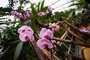Vstava orchidej: Za klenoty tropickch prales do Troje