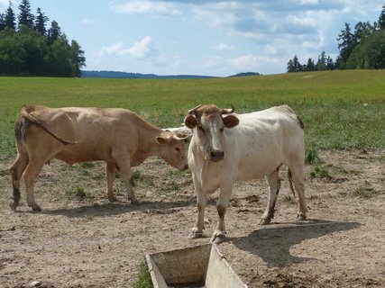 FOTKA - Babiko, vyprvj