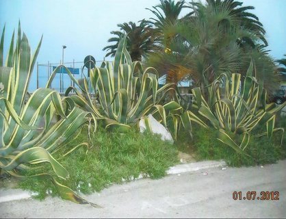 FOTKA - San Benedetto del Tronto - perla Palmov riviry