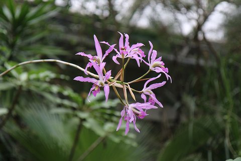 FOTKA - Vstava orchidej: Za klenoty tropickch prales do Troje