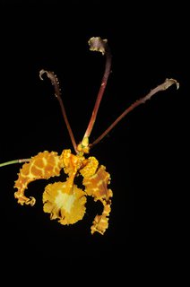 FOTKA - Vstava orchidej: Za klenoty tropickch prales do Troje