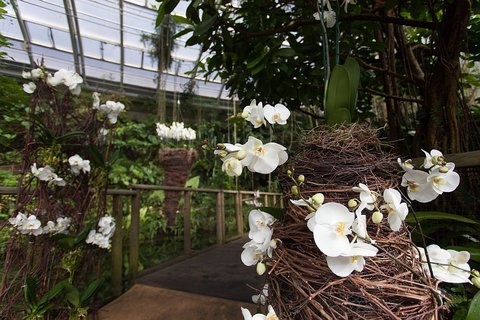 FOTKA - Vstava orchidej: Za klenoty tropickch prales do Troje