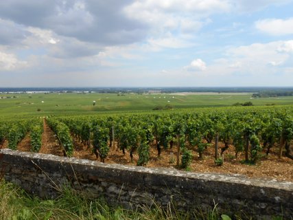 FOTKA - Burgundsk vinice mezi msty Dijon a Beaune