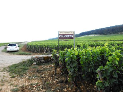 FOTKA - Burgundsk vinice mezi msty Dijon a Beaune