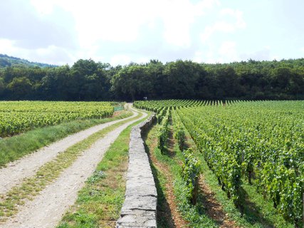 FOTKA - Burgundsk vinice mezi msty Dijon a Beaune