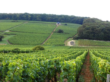 FOTKA - Burgundsk vinice mezi msty Dijon a Beaune