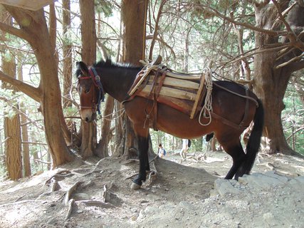 FOTKA - Samaria - krtsk nrodn park