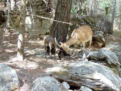 FOTKA - Samaria - krtsk nrodn park