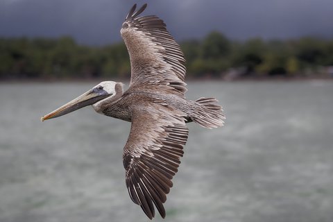 FOTKA - tky na Kostariku - Pbh pralesa