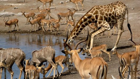 FOTKA - Afrika: jak se na cestu pipravit