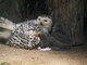 Zoo odchovala mlata sovic snnch