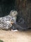 Zoo odchovala mlata sovic snnch