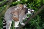 Mláďata lemurů kata baví návštěvníky zlínské zoo