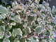 Plectranthus - balknov kvtina