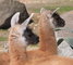 Przdniny kon v zoo  tentokrt ve znamen lam
