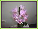 Pstovni orchidej II. - Phalaenopsis