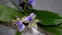 Pstovni orchidej III.   Dendrobium