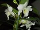 Pstovni orchidej III.   Dendrobium