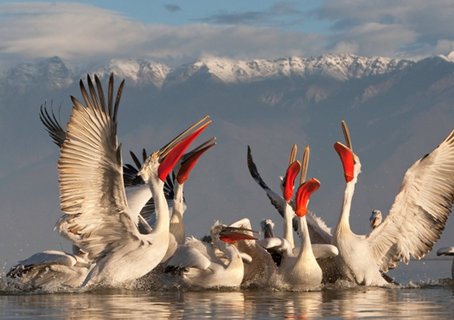 FOTKA - Druh svtov premira putovn vstavy Wild Wonders of Europe v Praze