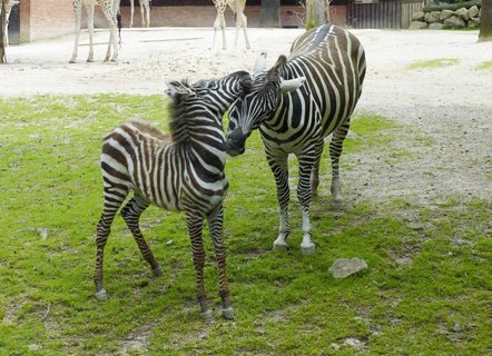 FOTKA - Kadenice z Ulice ktily zebry v libereck ZOO