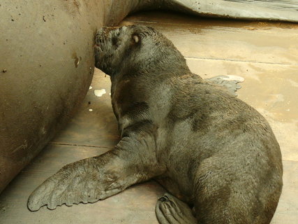 FOTKA - V ZOO Liberec se narodilo mld lachtana. Pohrobek.