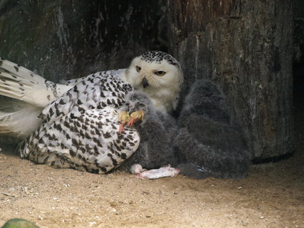 FOTKA - Zoo odchovala mlata sovic snnch