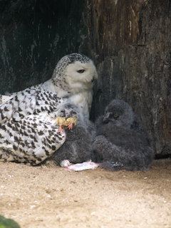 FOTKA - Zoo odchovala mlata sovic snnch
