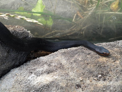 FOTKA - V dnsk zoo je k vidn ern zmije