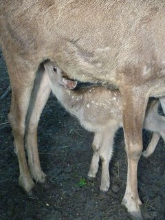FOTKA - Dv mlata jelena blohubho v Zoo st nad Labem