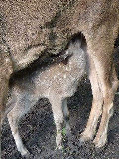 FOTKA - Dv mlata jelena blohubho v Zoo st nad Labem