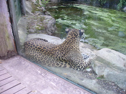 FOTKA - Zoo Brno