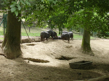 FOTKA - Zoo Brno