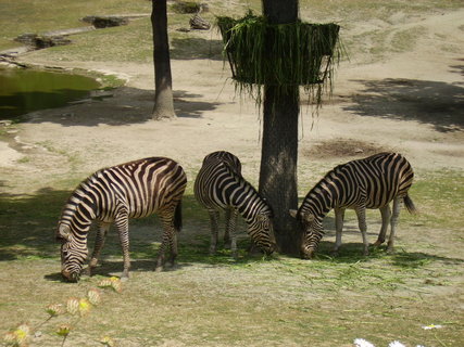 FOTKA - Zoo Brno