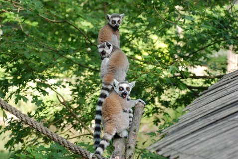 FOTKA - Mlata lemur kata bav nvtvnky zlnsk zoo