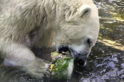 FOTKA - Zmrzlina pro ledn medvdy