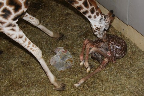 FOTKA - Za iraftkem do Zoo Praha